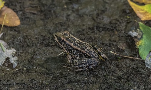 pickerel frog lithobatespalustris irregular spots caroline county maryland