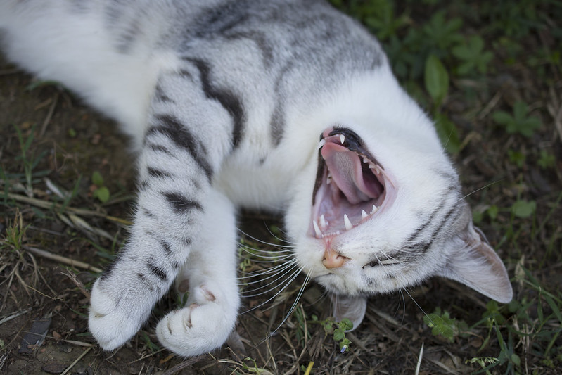 yawning. cat