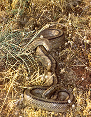 Ladder Snake (Rhinechis scalaris) - Photo of Villemagne-l'Argentière