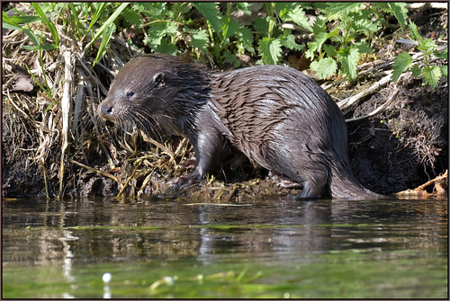 Young Otter (image 1 of 3)