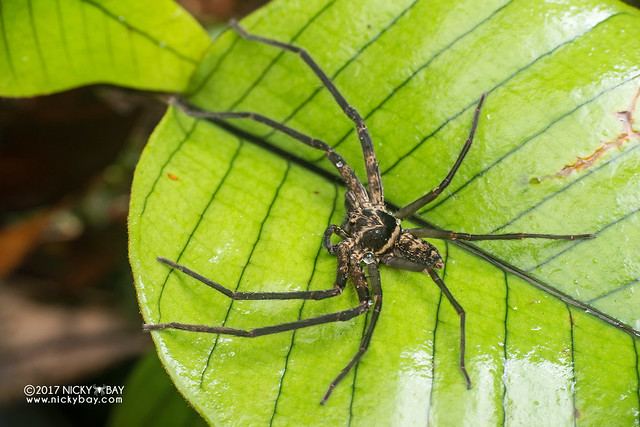 Huntsman spider (Heteropoda sp.) - DSC_8135
