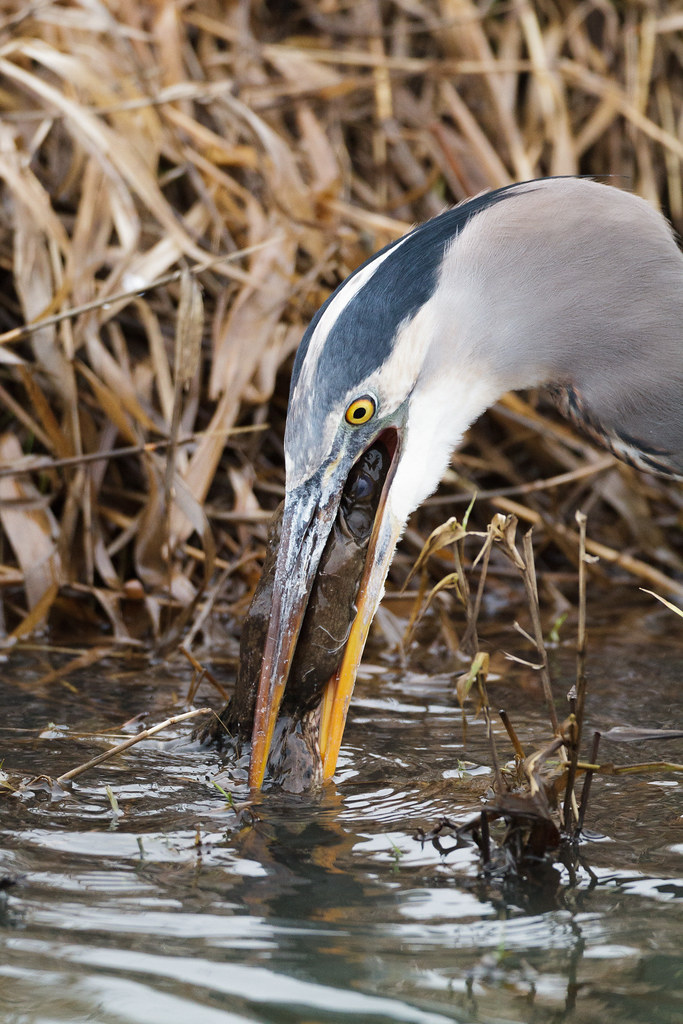 A  great blue heron dunks a large bullfrog in the water