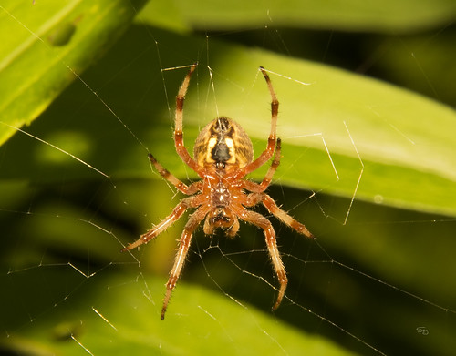 eh17chautauqua07210729 pennsylvania arachnidsspidersetc spidersaraneae orbweaversaraneidae spottedorbweaversneoscona kane unitedstates flickr