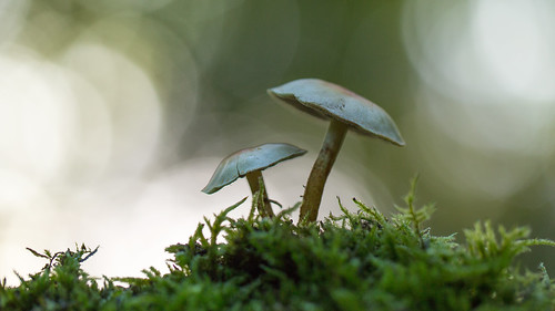 autumn paddenstoel mushroom canoneos5dmarkiii canon100mmf28lismacro hogeveluwe macrofotografie hoekzoeker bokeh