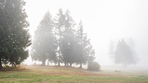 everett fog washington unitedstates us walterehallpark trinterphotos