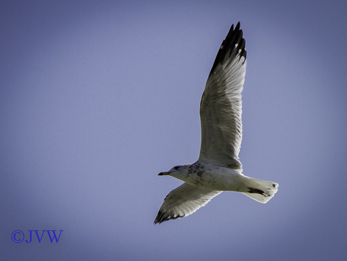 gull gulls seagull seagulls bird birds