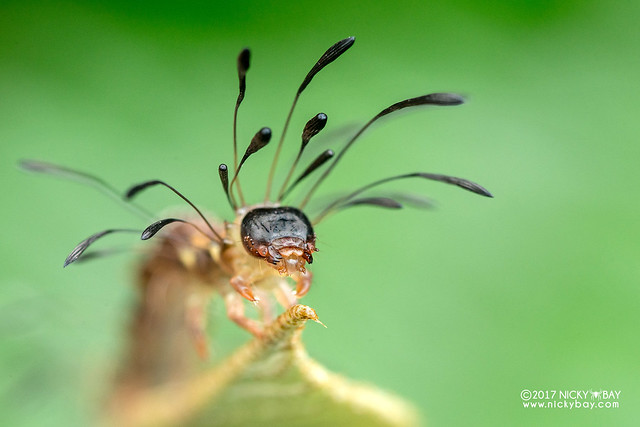Ant-mimic caterpillar (Homodes sp.) - DSC_7842