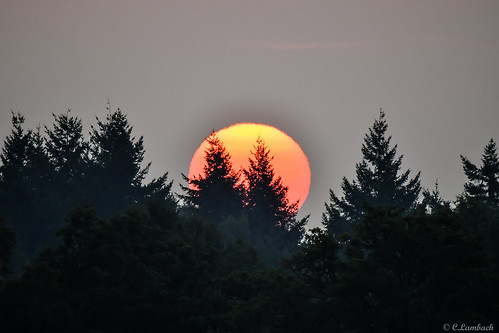 dawn zon bos bomen vroeg ochtend morgendämmerung dageraad sonnenaufgang zonsopgang sunrise 日の出 soluppgång sky orange red rood rot light