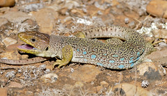 Jewelled Lizard (Timon lepidus) female (found by Jean NICOLAS)