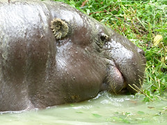 Cerza Zoo - pygmy hippopotamos. (4) - Photo of Morainville-Jouveaux