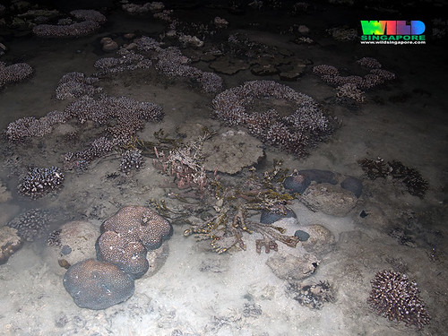 Corals growing inside the lagoon, Kusu Island