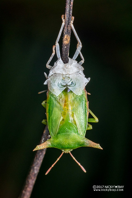 Giant shield bug (Pygoplatys sp.) - DSC_7991