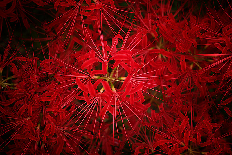 red spider lilies