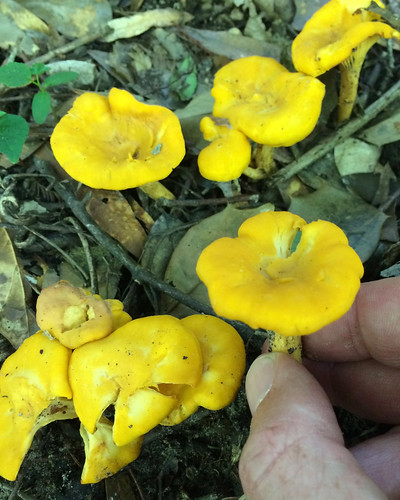 Mushroom Golden Chanterelle