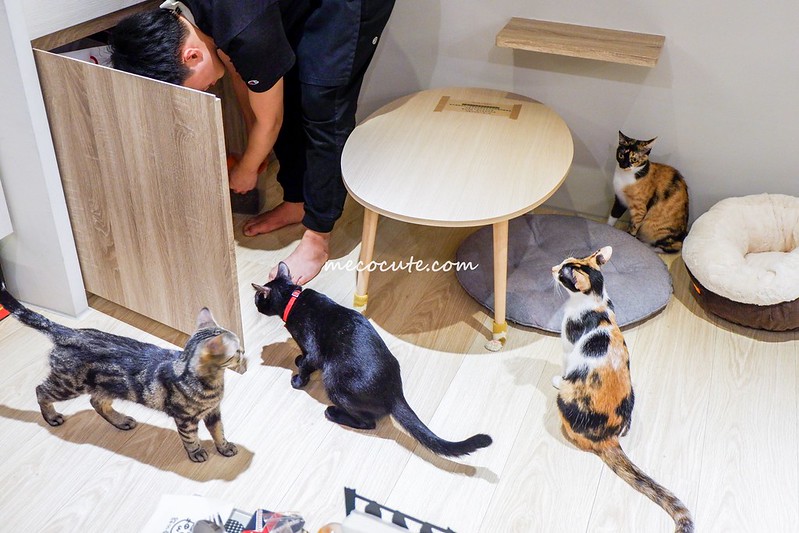 咖啡館︱喝咖啡,咖啡館有店貓,咖啡館餐廳有貓咪,貓咪咖啡館,貓咪坐檯當店長 @陳小可的吃喝玩樂