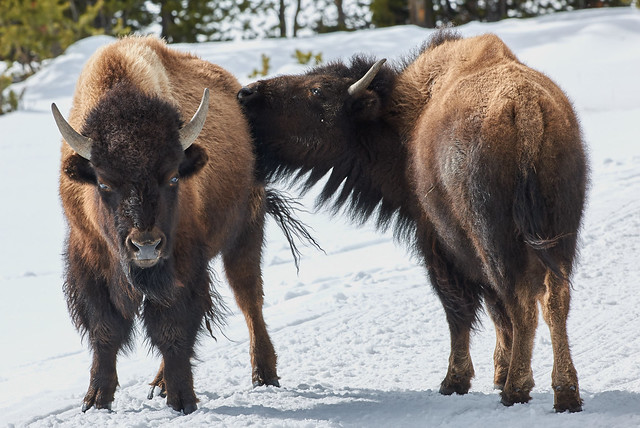 Two Bison in the Road