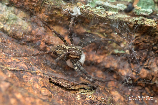 Nursery web spider (Dendrolycosa sp.) - DSC_8828