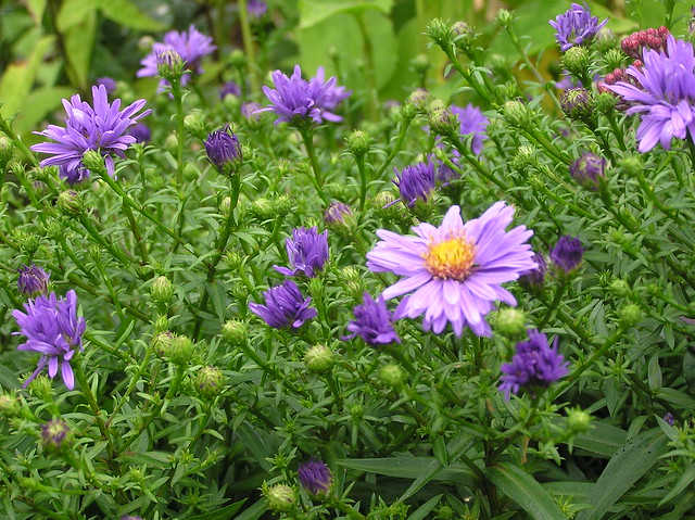Aster dumosus 'Early Blue'