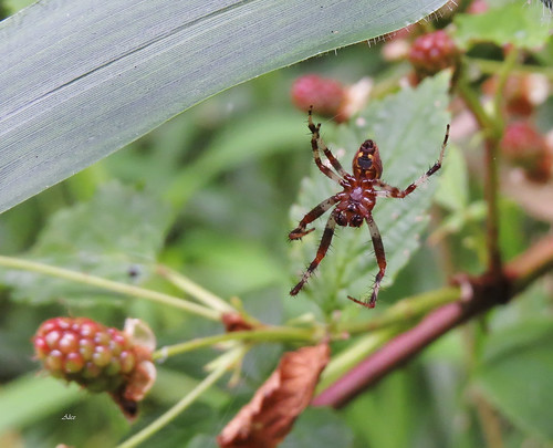 eh17chautauqua07210729 pennsylvania arachnidsspidersetc spidersaraneae orbweaversaraneidae spottedorbweaversneoscona kane unitedstates flickr