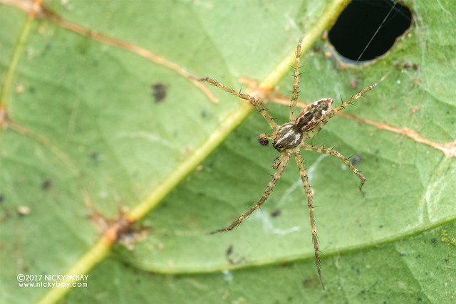 Nursery web spider (Pisauridae) - DSC_8395