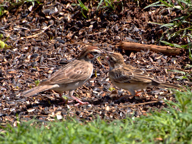 Lark Sparrow feeding fledgling 02-20170814