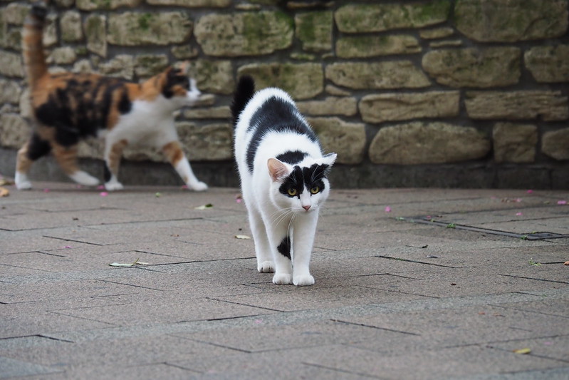 池袋駅前公園の猫。小春好きな白黒ブチ、三毛