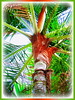 Dypsis leptocheilos (Redneck Palm, Teddy Bear Palm, Red Fuzzy Palm)