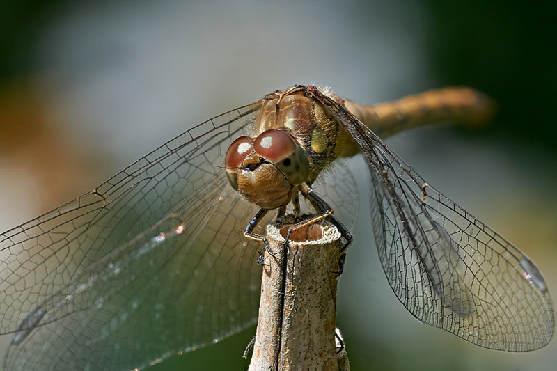Darter dragonfly #4