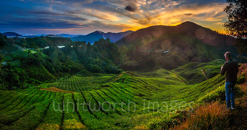 teaplantation landscape crop teagardens cameronhighlands hilly clouds horticulture teaestate southeastasia camellia lensflare green pahang flare asia highlands nature dawn early panorama hills steep tea plantation malaysia morning orange sky panoramic sunrise colonial scenic camelliasinensis outdoors sun agriculture yellow tanahrata valley