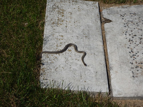 snake steamelie catholic manitoba steamélie cemetery sainteamélie
