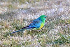 Red-rumped parrot (male)