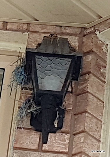  baby bird peeping out of nest