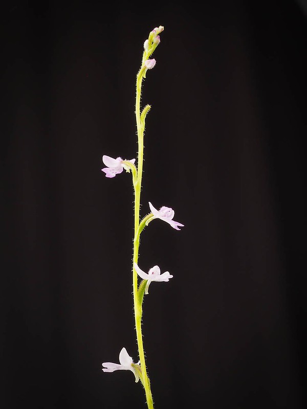 Cynorkis baronii (inflorescence)