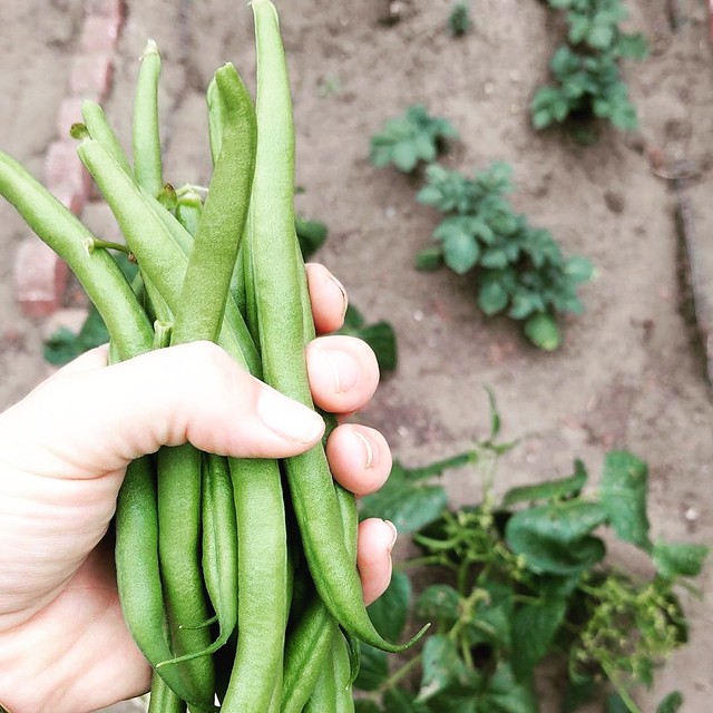 Image of French bean