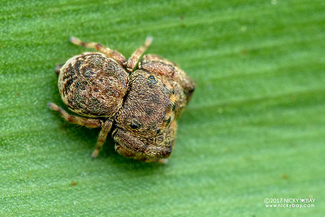 Jumping spider (Ligurra sp.) - DSC_7846