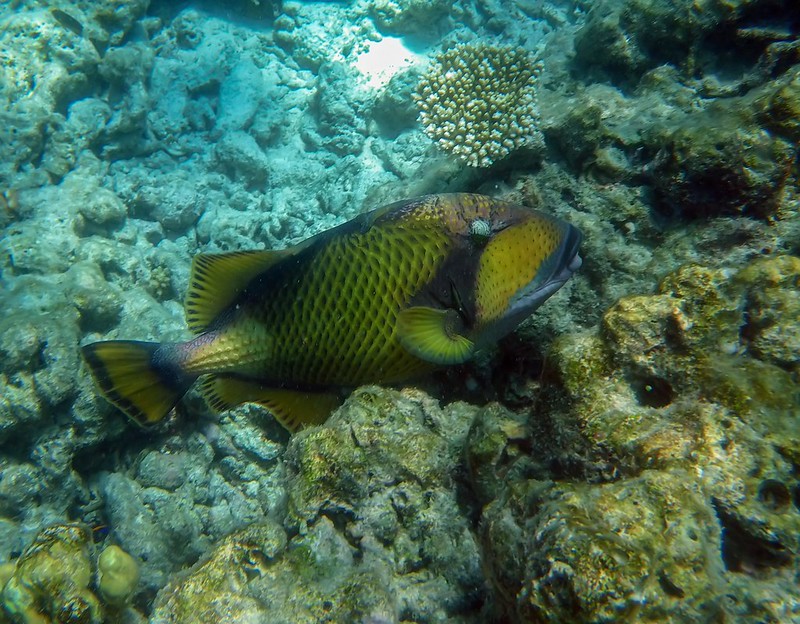 Petits poissons des Maldives. 36856674252_cdd2c29f63_c