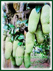 Oblong-shaped unripe fruits of Artocarpus integer (Chempedak, Cempedak, Champada, Champekak, Chempedak Utan) hanging on thick stalks from trunk and main branches, 2 Sept 2017