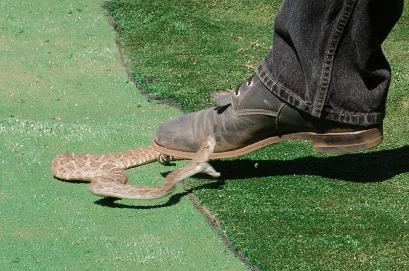 Rattlesnake Striking Boot