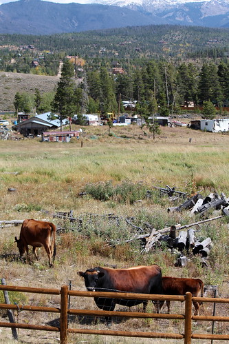 colorado cow grandlake grandlakecounty cows mountains grandcounty