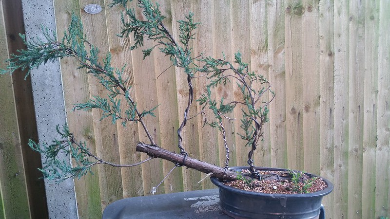 Juniperus schizophrenicus 35538885124_9caa11e7df_c