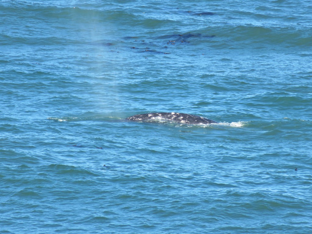Grey back whale seen from Yaquina Head