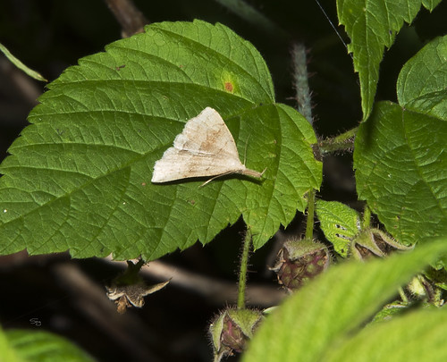 eh17chautauqua07210729 pennsylvania insects moths erebidae littermothsherminiinae flickr kane unitedstates