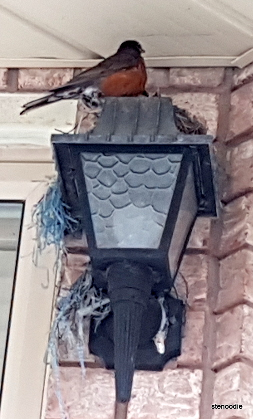  robin's nest