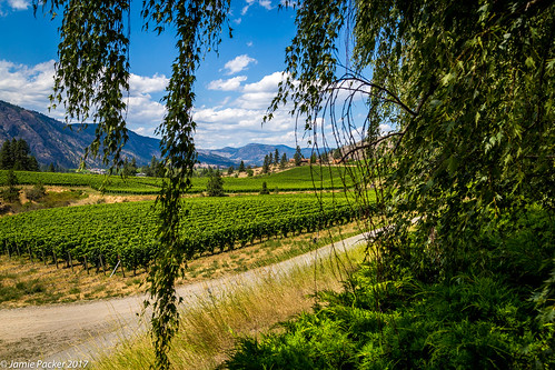 summer osoyoos mark 2017 july santiago okanaganfalls bc canada vineyard wine canon6d canon14105mmlens landscape green mountain view framed