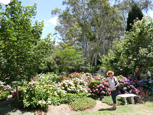 garden yard home private backyard flowers open display bowral southerntablelands nsw australia summer