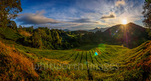 teaplantation landscape crop camelliasinensis cameronhighlands hilly clouds horticulture teaestate southeastasia camellia lensflare green pahang flare asia highlands nature dawn panorama agriculture early plantation malaysia morning teagardens tea panoramic tanahrata sunrise sun scenic steep outdoors colonial hills sky valley