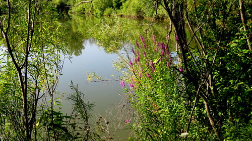 Hawthorne Pond Natural Area