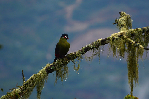 hurtlaubsturaco tauracohartlaubi turaco bird uccello moss muschio lichen cloudforest kerio elgeyo escarpment samich kenya africa