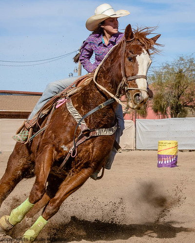 action animal arizona people sells usa barrelracing brown color cowgirl domestic horse mammal purple rodeo