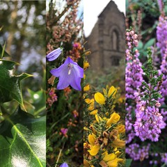 Un peu de flore dans le Parc Regional des Millevaches! #tourism #hautevienne #hauteviennetourisme #hautevienne87 #flowers #colours #mountain #montgargan #ride #walk #holidays #nature - Photo of Domps